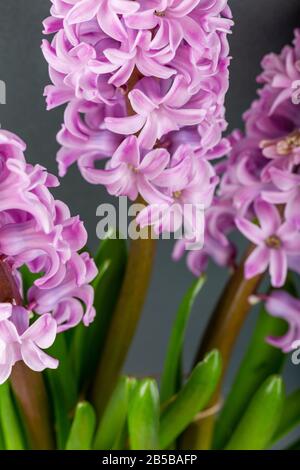 Rosa geoktinte Blumen auf grauem Hintergrund. Helle Knospen für Dekoration und Postkarten. Stockfoto