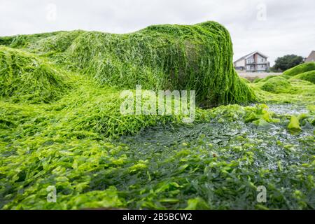 Ulva Darminalis Algen auf Felsen an einem Strand. Auch bekannt als Altsalat, Meeresalat oder Gras-Kelp. Stockfoto