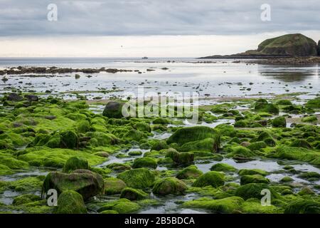 Blick auf den Strand von Stonaheven, Scotlant, der Ulva Darm Algenseetang auf Felsen zeigt. Auch bekannt als Altsalat, Meeresalat oder Gras-Kelp.