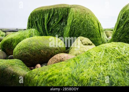 Ulva Darminalis Algen auf Felsen an einem Strand. Auch bekannt als Altsalat, Meeresalat oder Gras-Kelp. Stockfoto