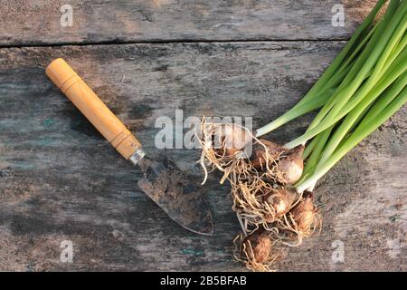 Hyazinthblüten mit Wurzeln und grünen Stielen und kleiner Schaufel für Gartenarbeit auf altem strukturiertem Holzhintergrund. Draufsicht. Kopierbereich Stockfoto