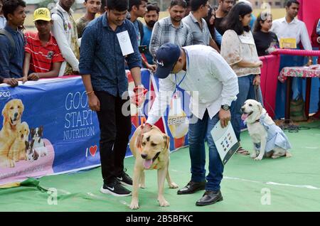 Nagaon, Assam/Indien - 08. März 2020: Der Richter untersucht einen Hund während des Wettbewerbs auf der zweiten Nagaon Dog Show 2020, die vom Royal Pet Club in Na veranstaltet wird Stockfoto