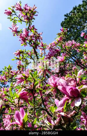 Blühender Strauch, Magnolia-Susan-Baum in Blüte vor blauem Himmel Stockfoto