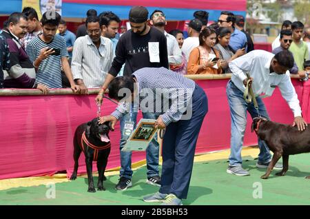 Nagaon, Assam/Indien - 08. März 2020: Der Richter untersucht einen Hund während des vom Royal Pet Club organisierten Wettbewerbs auf der 2. Nagaon Dog Show 2020. Stockfoto
