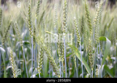 Auf dem Feld wachsende Grünweizenpflanzen Stockfoto