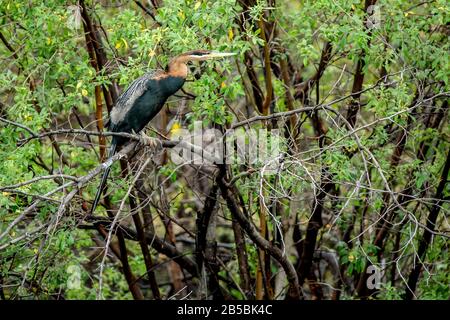 Der Afrikanische Darter - Anhinga rufa - thront auf einer Filiale Stockfoto