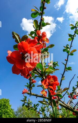 Blühende Sträucher Quittenblüten Chaenomeles x Superba Blüte Frühlingsblumen blauer Himmel Stockfoto