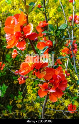 Chaenomeles x Superba in Blüte Blühender Strauch rote Quitte Stockfoto