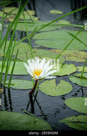 Am Okavango-Fluss erhob sich ein Weißwasser-lilly oder Wasser. Stockfoto