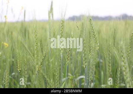 Grüner Weizenkopf Im Anbau Stockfoto