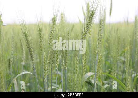 Grüner Weizenkopf in Kultivierter Landwirtschaft Stockfoto