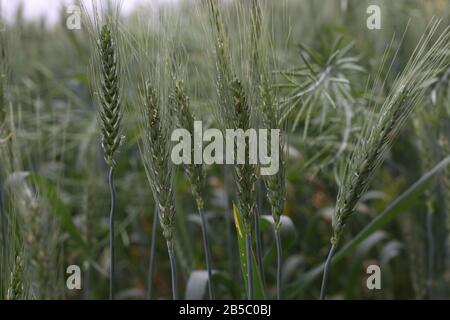 Luftbild Weizenanbau Agrarfeldlandschaft Stockfoto