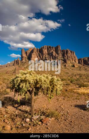 Aberglaube Mountains, Teddybear cholla Cactus, Blick vom Lost Dutchman State Park, in der Nähe von Apache Junction, Arizona, USA Stockfoto