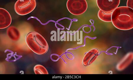 Borrelia-Bakterien im Blut, Abbildung Stockfoto