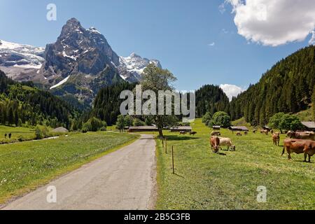 Weidevieh im Reichenbachtal mit Blick auf Wellhorn-Massiv und Rosenlaui-Gletscher, Oberhasli, Schweiz Stockfoto