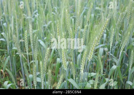 Landwirt untersucht jungen Weizenanbau auf Agrargebiet Stockfoto