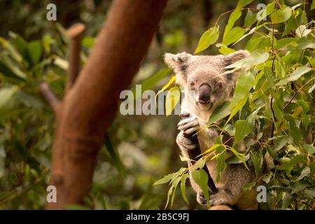 Koala an einem Baum, Australien Stockfoto