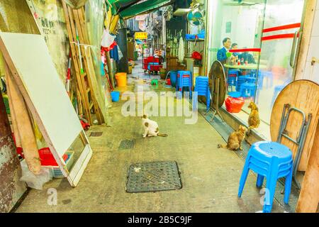 Hongkong, China - 5. Dezember 2016: Streunende Katzen, die ein chinesisches Restaurantfenster für Lebensmittel betrachten. Temple Street in der Nähe der Nathan Road, Yau Ma Tei, Kowloon Stockfoto