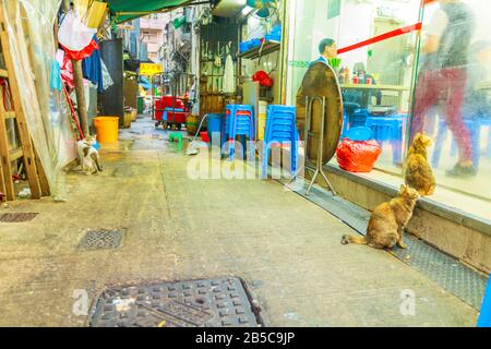 Hongkong, China - 5. Dezember 2016: Streunende Katzen betteln vor einem chinesischen Restaurantfenster um Essen. Temple Street in der Nähe der Nathan Road, Yau Ma Tei Stockfoto