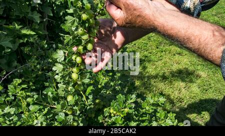 Bauer beobachtet die Qualität der Früchte junger, roher, unreifer Stachelbeeren. Stockfoto