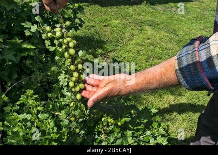 Bauer beobachtet die Qualität der Früchte junger, roher, unreifer Stachelbeeren. Stockfoto