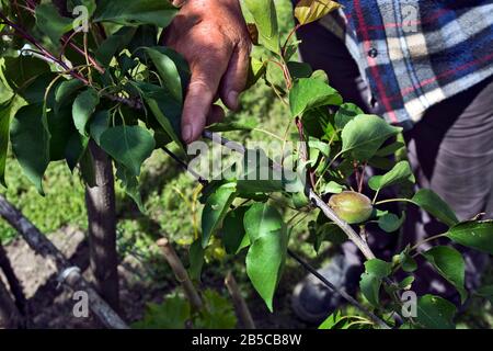 Bauer, beobachtet die Qualität der Früchte junger, roher, unreifer Aprikosen. Stockfoto