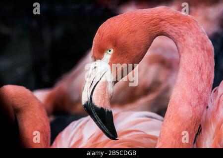 Porträt eines Pink African Flamingo mit dunklem Hintergrund Stockfoto