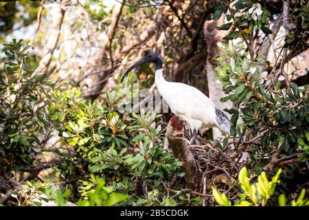 Der australische weiße Ibis (Threskiornis molucca) Stockfoto