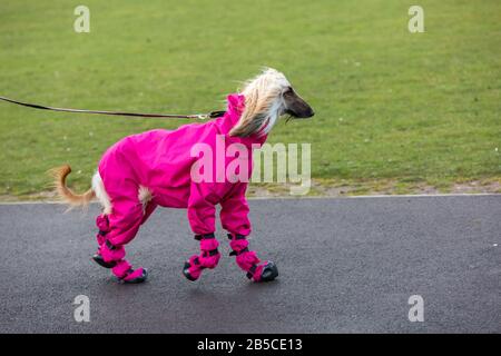 Birmingham, Großbritannien. März 2020. Hunde kommen stilvoll zum letzten Tag der Crufts 2020-Gutschrift an: Jon Freeman/Alamy Live News Credit: Jon Freeman/Alamy Live News Stockfoto