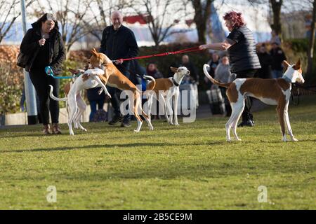 Birmingham, Großbritannien. März 2020. Ibizan Hounds Playfight vor dem letzten Tag der Crufts 2020 Credit: Jon Freeman/Alamy Live News Credit: Jon Freeman/Alamy Live News Stockfoto