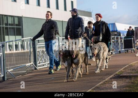 Birmingham, Großbritannien. März 2020. Hunde kommen stilvoll zum letzten Tag der Crufts 2020-Gutschrift an: Jon Freeman/Alamy Live News Credit: Jon Freeman/Alamy Live News Stockfoto