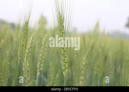 Eigener Weizenanbau - Bio-Gartenarbeit Stockfoto