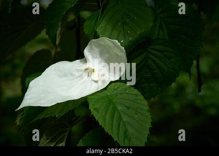 Davidien involfucrata, auch Taubenbaum, Taschentuch und Geisterbaum genannt, ist ein blühender Baum mit auffälligen Brakteen, die die Blumen umgeben. Stockfoto