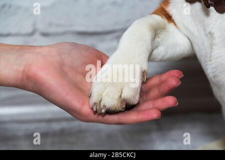 Eine Hundepfote in der Hand eines Mannes. Haustier. Freundschaft Stockfoto