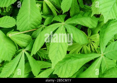 Rosskastaniengrün, frische neue Blätter Aesculus hippocastanum Stockfoto