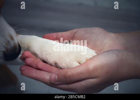 Eine Hundepfote in der Hand eines Mannes. Haustier. Freundschaft Stockfoto