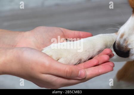 Eine Hundepfote in der Hand eines Mannes. Haustier. Freundschaft Stockfoto