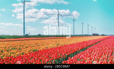 Windmühlen entlang der Blumenzwiebelfelder im Kopf von Noord-Holland in den Niederlanden. Stockfoto