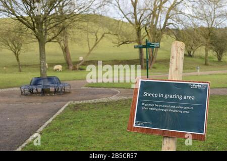 Schafe weiden im Campbell Park im Zentrum von Milton Keynes. Stockfoto