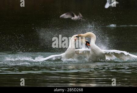 Paar weiße Mute Swans (Cygnus olor) im Wasserkampf, einer greift an und beißt den anderen, auf einem See im Frühling (März) in West Sussex, England, Großbritannien. Stockfoto