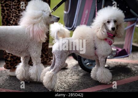 Am letzten Tag der Crufts Dog Show erreichen Sie ein Paar Poodle Hunde im Birmingham National Exhibition Centre (NEC). Stockfoto