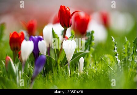 Hameln, Deutschland. März 2020. Tulpen und Krokusse stehen in einem Blumenbeet vor dem Rathaus in Hameln. Kredit: Peter Steffen / dpa / Alamy Live News Stockfoto