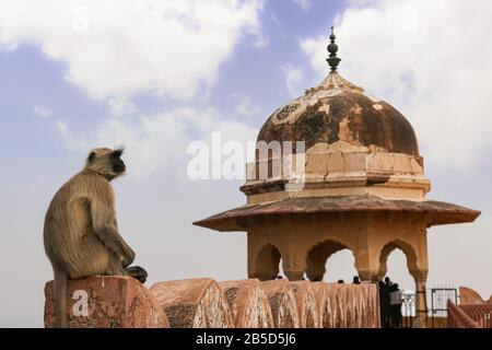 Der indische Affe sitzt an der Wand des Jaigarh Forts in Jaipur Rajasthan Stockfoto