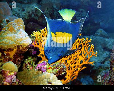 Engelfische posiert sehr malerisch vor einer Koralle für diesen Unterwasserfotographe. Ein Tauchgang im Roten Meer, Ägypten Stockfoto