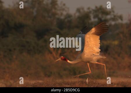 Der Sarus Crane (Antigone antigone) nimmt in Kheda, Gujarat, Indien, ab Stockfoto