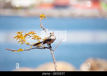 Sparrow sitzen im Frühjahr auf dem Buschzweig über den Fluss Stockfoto