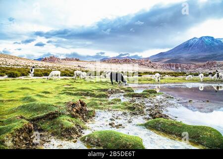 Lama im Eduardo Avaroa National Park in Bolivien. Stockfoto