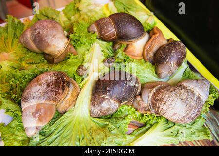 Hintergrund von lebenden Schnecken auf dem lokalen Straßenmarkt in Cusco, Peru. Stockfoto