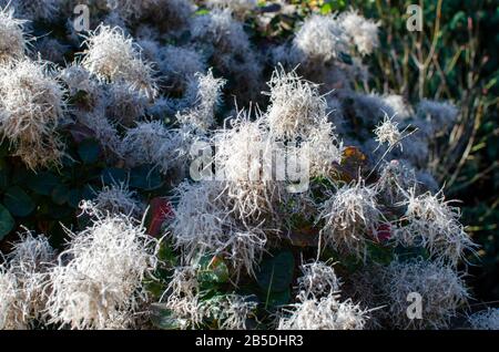 Cotinus coggygia 'Lisjo' blüht im Herbst in Polen. Stockfoto