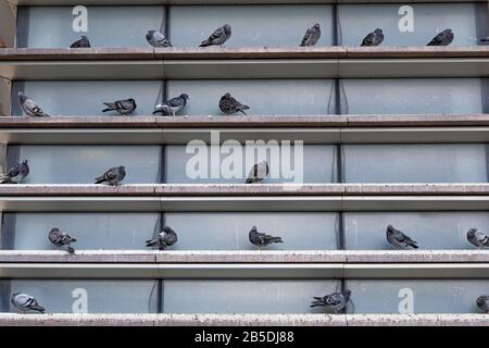 Gruppe von Haustauben (columba-livia domestica), die in der Stadt an- und ausruhen und die Außenböden des Gebäudes errichten. Stockfoto